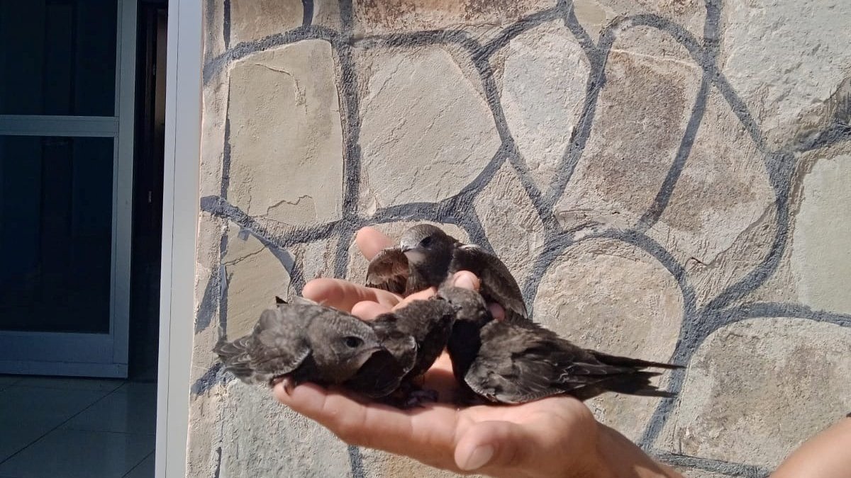 Tedavileri ve rehabilitasyonları tamamlanan kuşlar doğaya bırakıldı