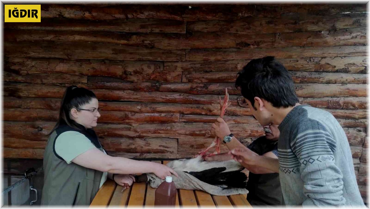 Tedavisi biten leylek doğaya bırakıldı