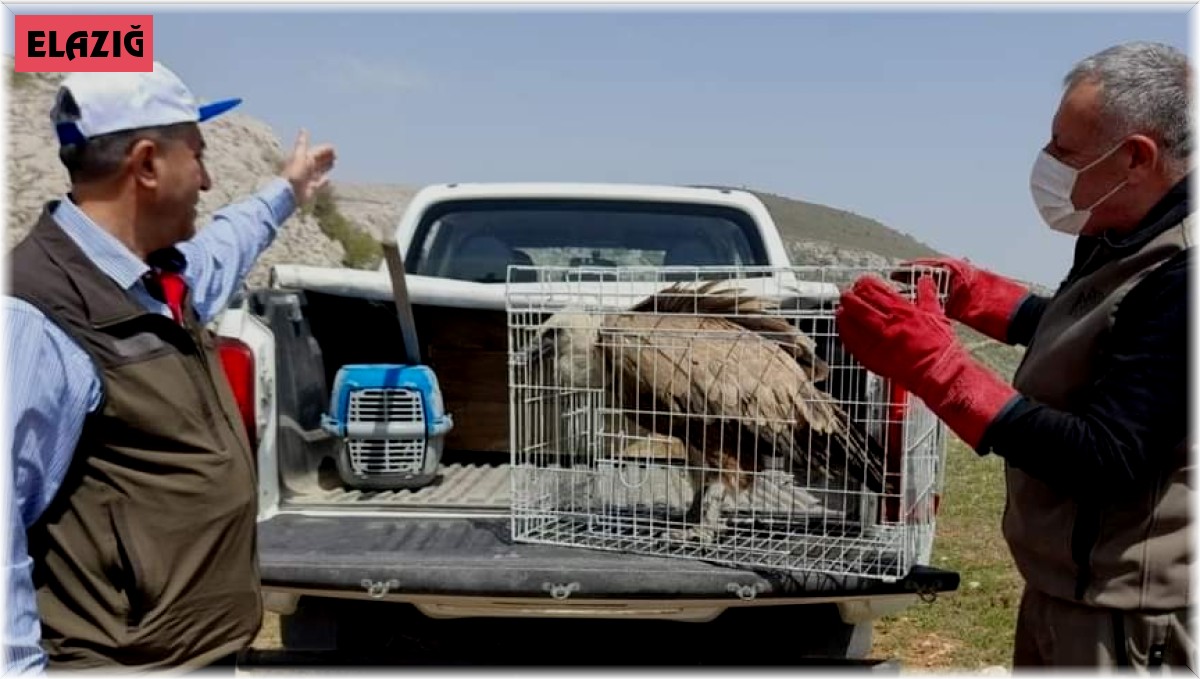 Tedavisi tamamlanan akbaba, doğaya bırakıldı