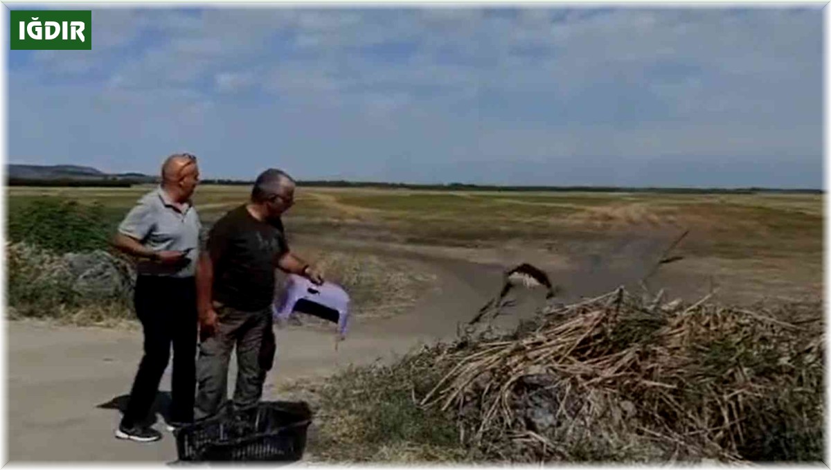 Tedavisi tamamlanan kızıl şahin doğal ortamına bırakıldı