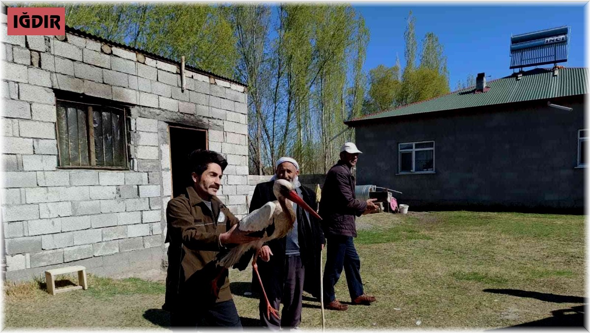 Tedavisi tamamlanan leylek doğaya bırakıldı