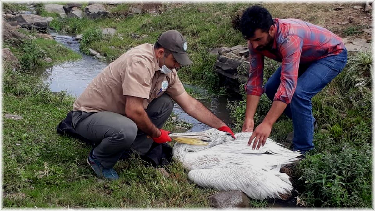 Tedavisi tamamlanan pelikan doğaya bırakıldı