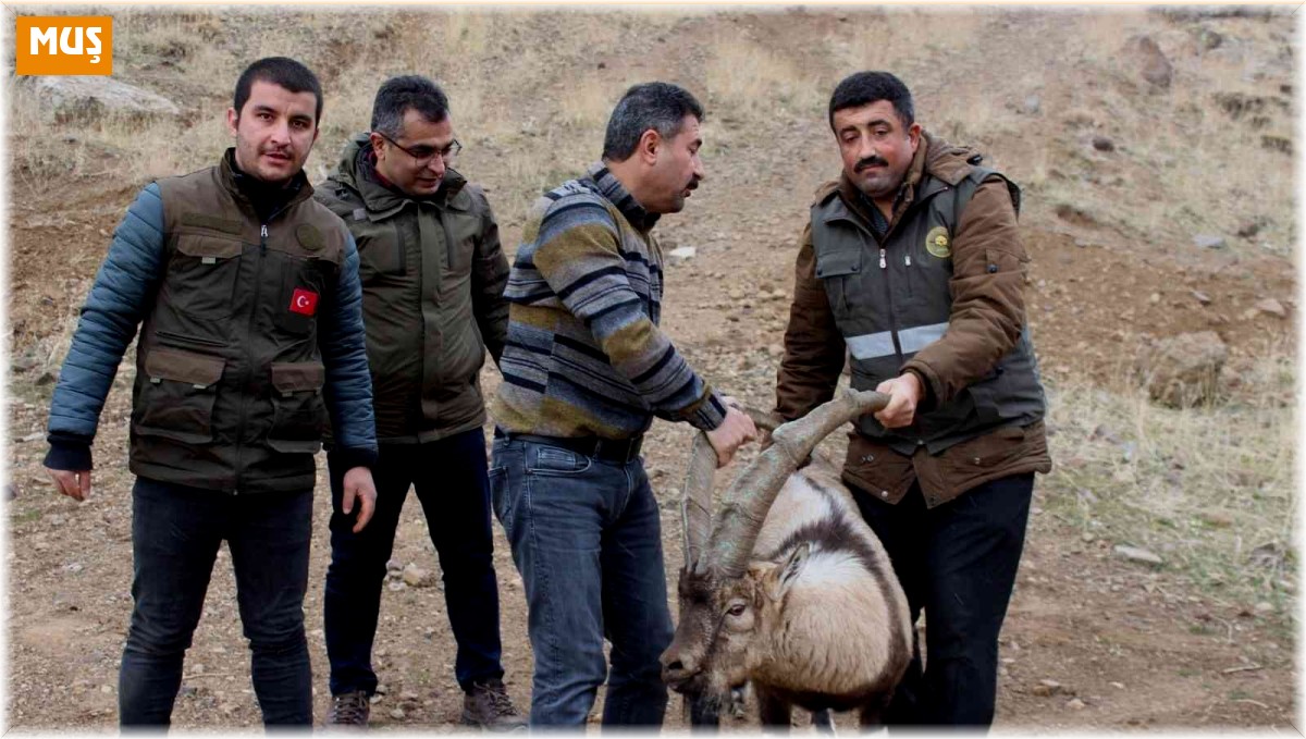 Tedavisi tamamlanan yaban keçisi yeniden özgür