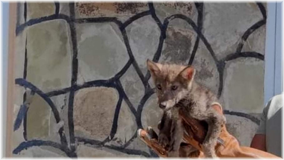 Tedavisi tamamlanan yavru kurt doğaya bırakıldı