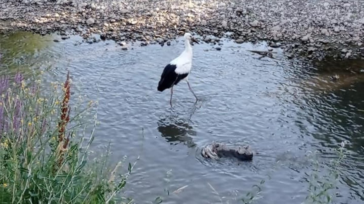 Tedavisi tamamlanan yavru leylek doğaya bırakıldı