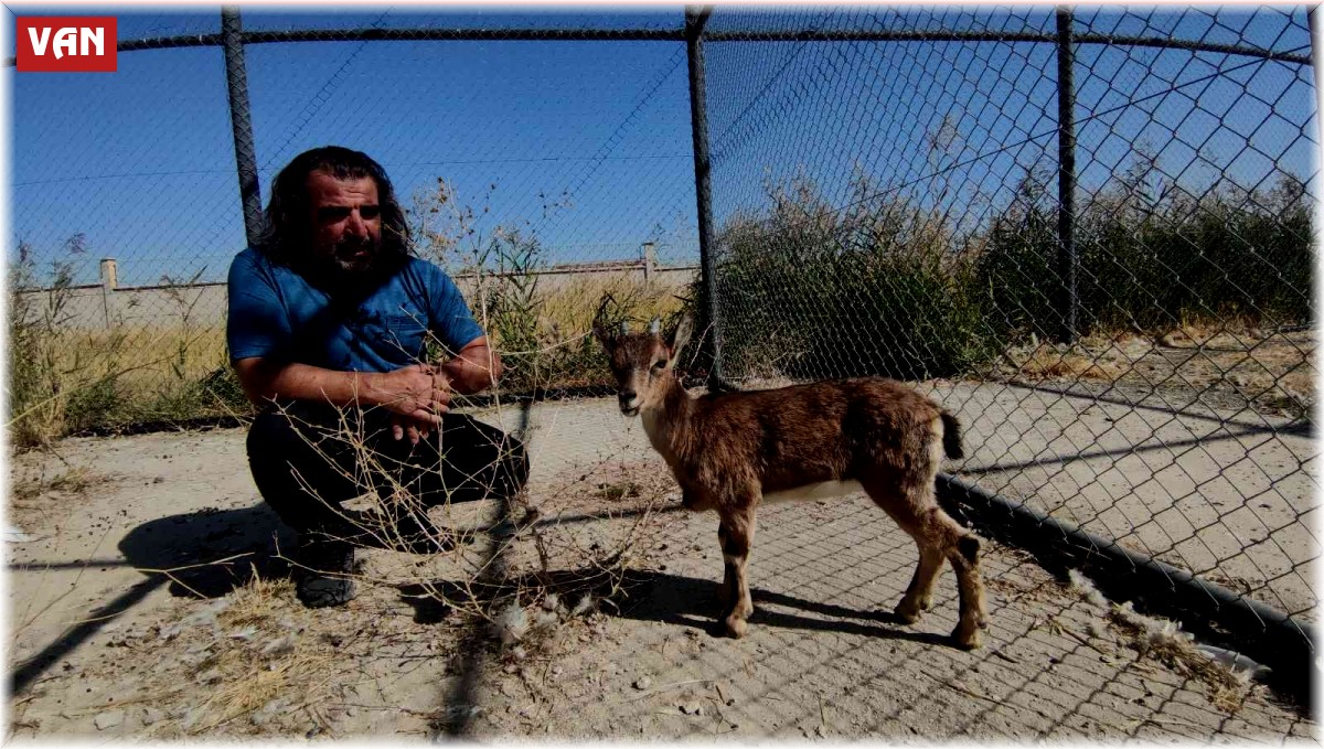 Tedavisi tamamlanan yavru yaban keçisi doğaya bırakılacak