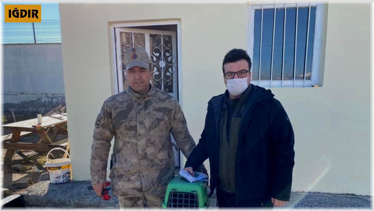 Tedavisi yapılan atmaca doğaya bırakıldı