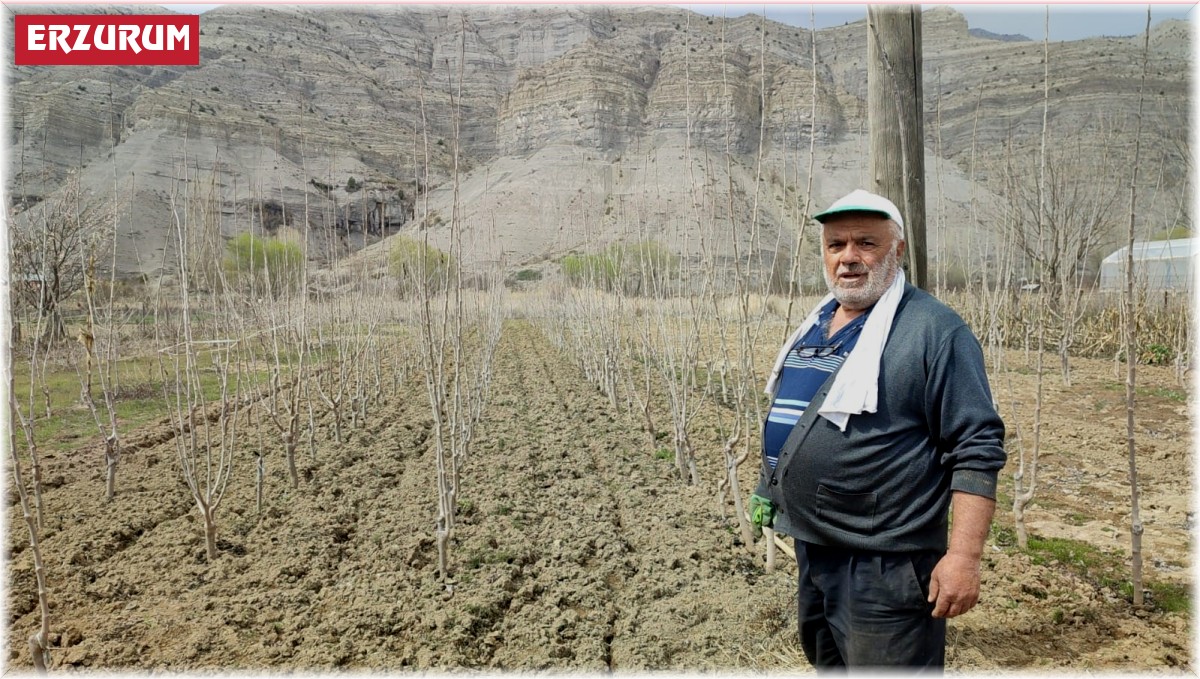 Tek başına bin 500 fidan yetiştiriyor