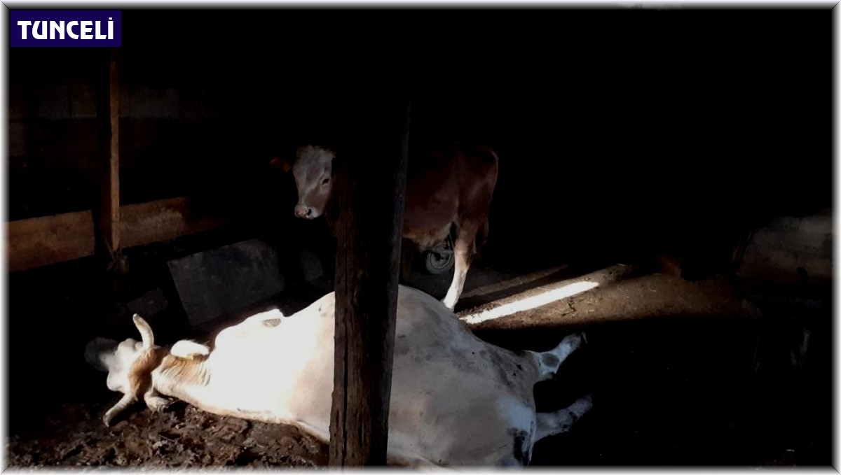 Tek geçim kaynakları yangında telef oldu