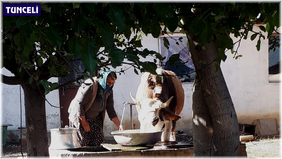 Tek geçim kaynaklarını yangında kaybetmişlerdi: O aileye kaymakamlık inek hediye etti