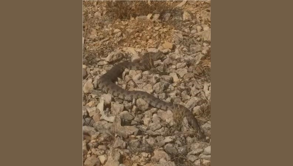 Tek ısırığı bir insanı öldürmeye yeten dev engerek yılanı görüntülendi