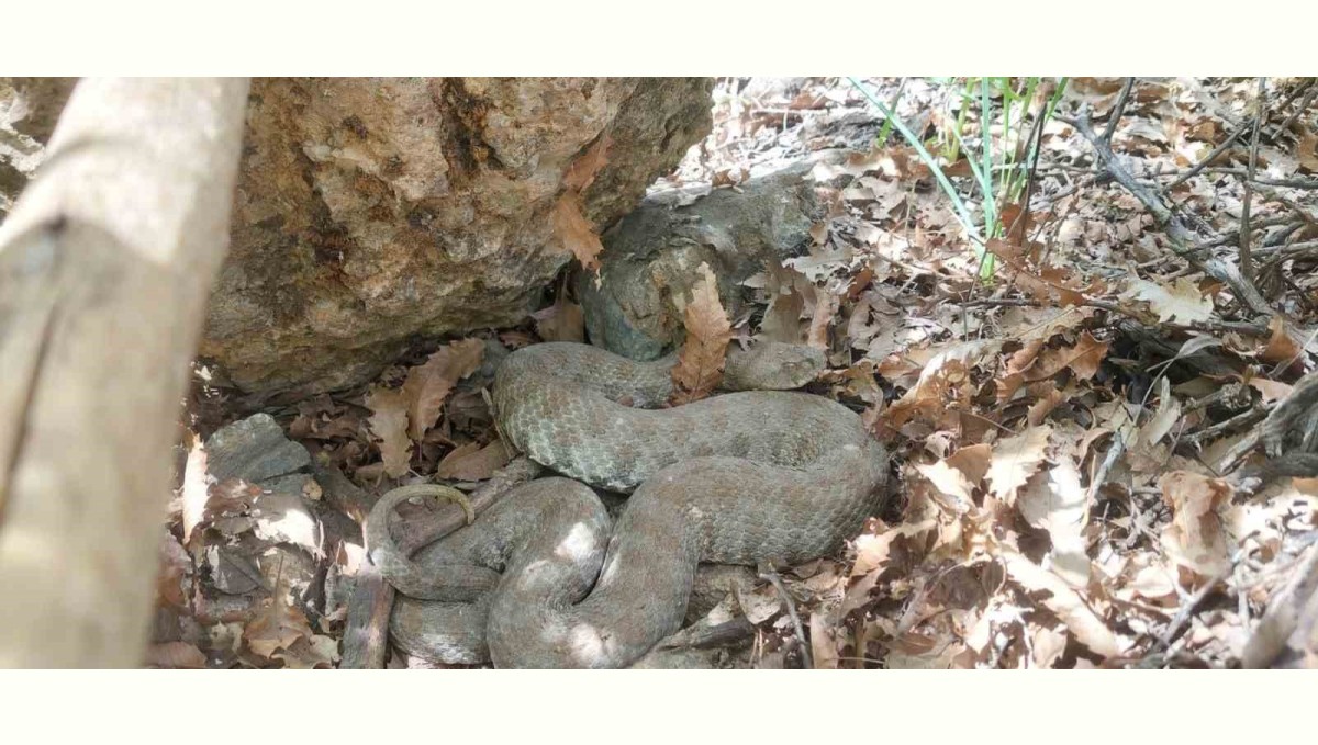 Tek ısırığı bir insanı öldürmeye yetiyor: Tunceli'de koca engerek yılanı görüntülendi