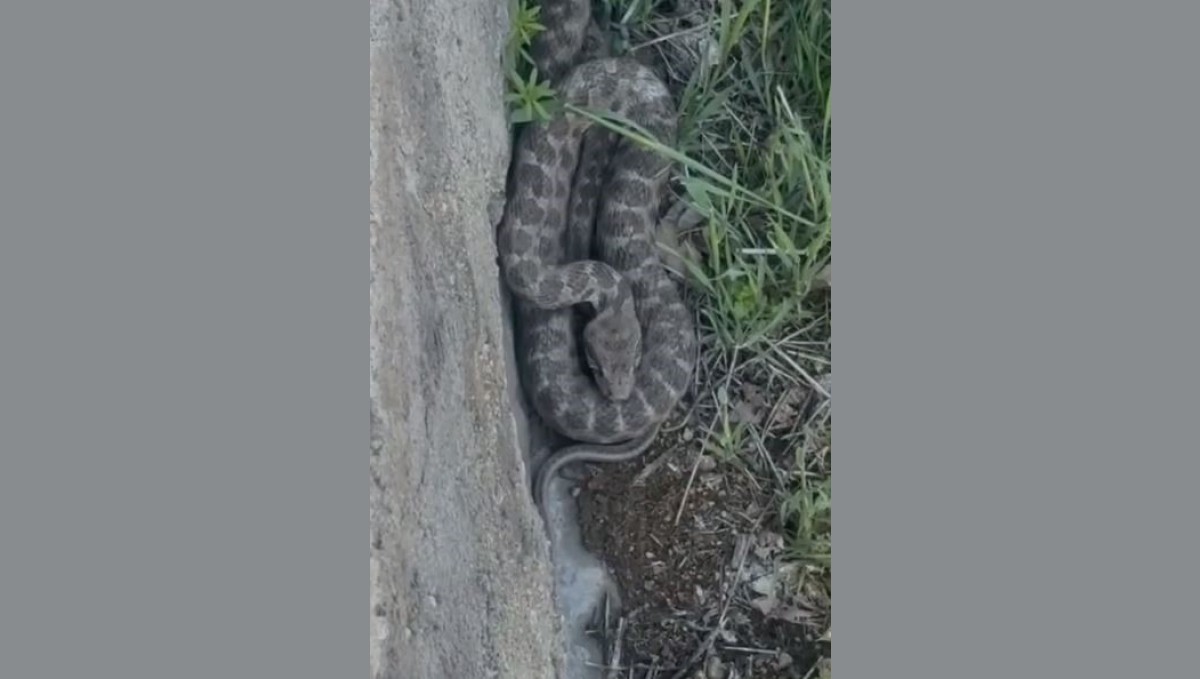 Tek ısırığı bir insanı öldürmeye yetiyor: Zehirli koca engerek yılanı Elazığ'da görüntülendi