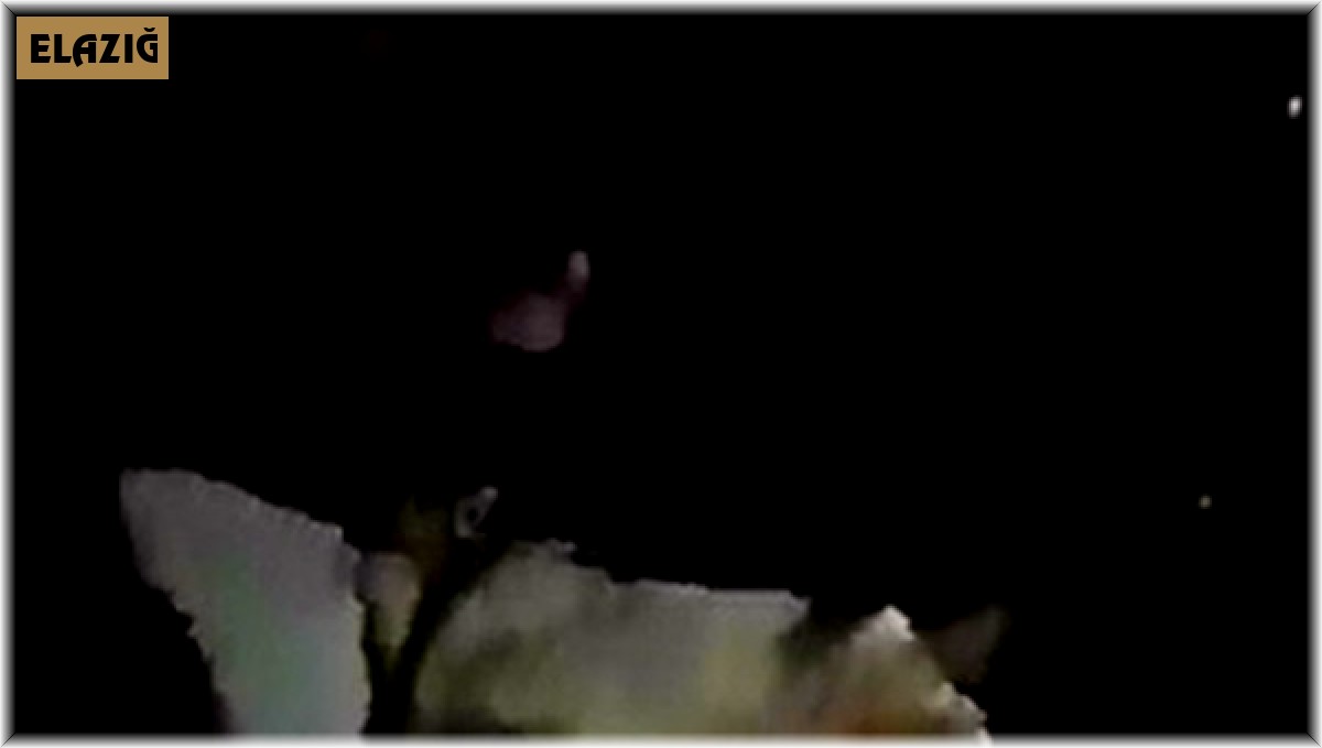 Tel örgülere takılan dağ keçisini köylüler ve jandarma kurtardı