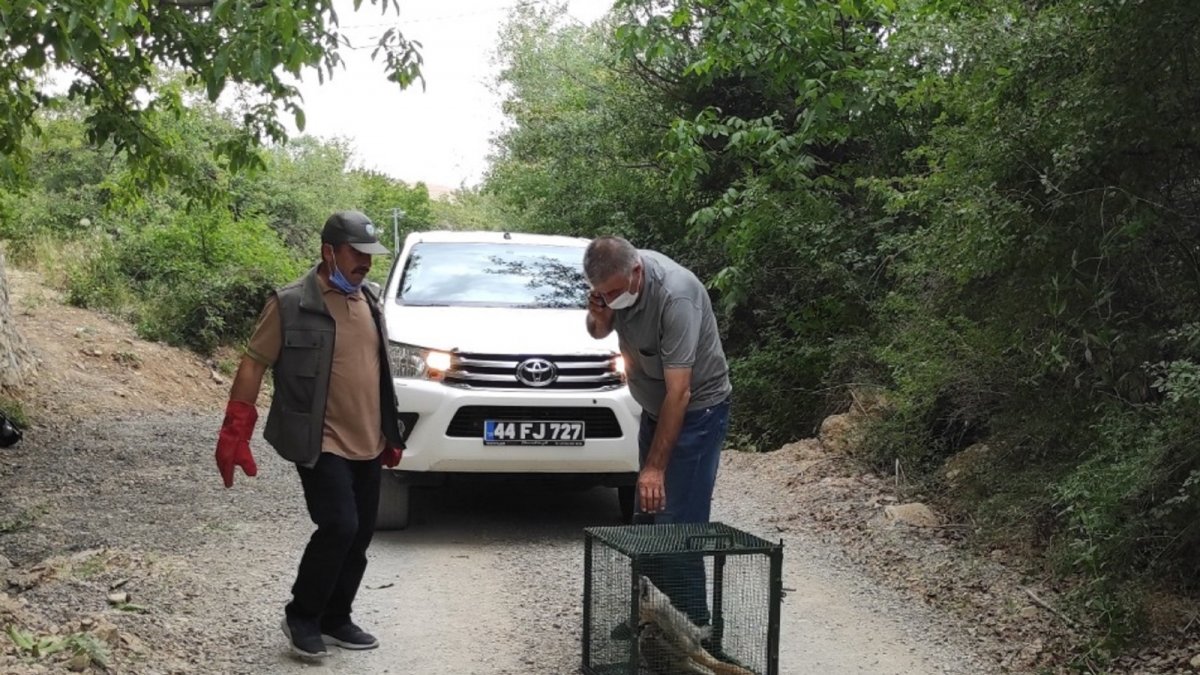 Telef olan tilkiyi gören doğa fotoğrafçısı duyarsız kalmadı