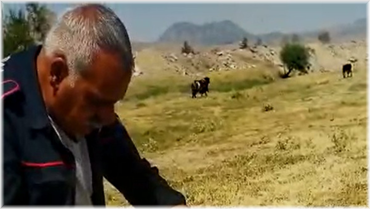 Telefon direğinde mahsur kalan martı kurtarıldı