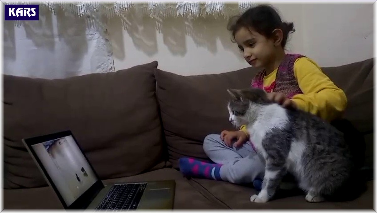 Telefon ve bilgisayar bağımlısı kedi