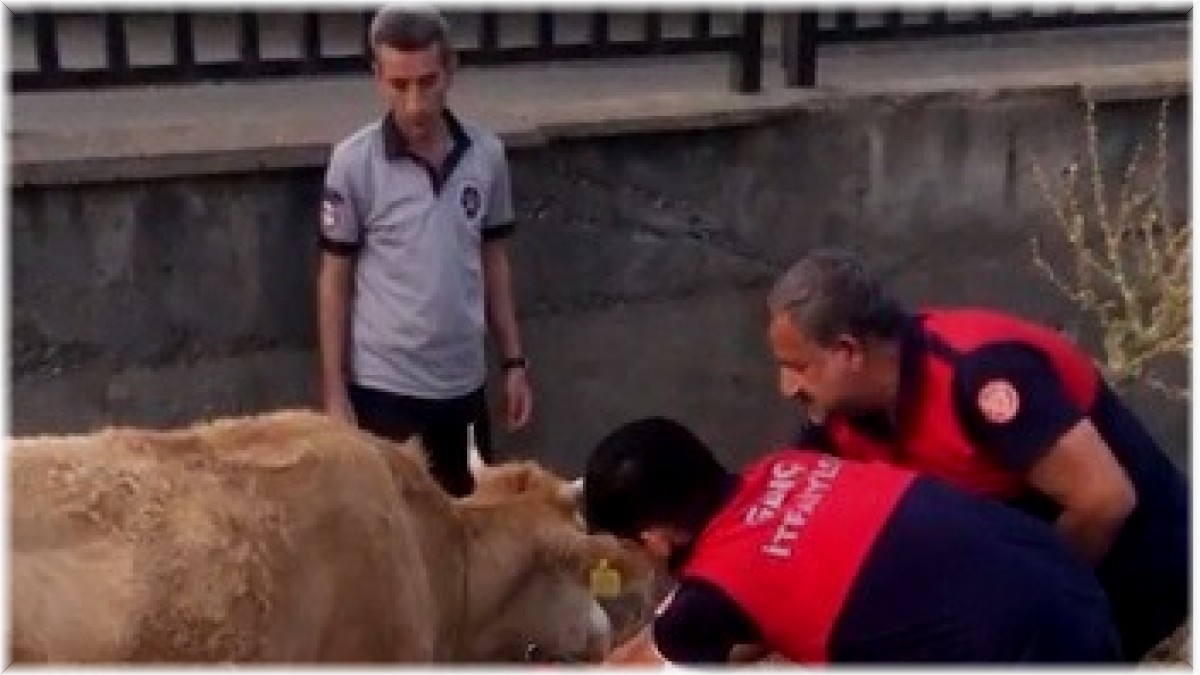 Tellere takılan inek itfaiye erleri tarafından kurtarıldı