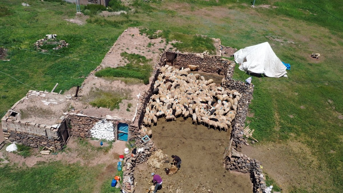 Tendürek Dağı eteklerinde 200 aile ve 10 bin hayvanla yayla mesaisi başladı
