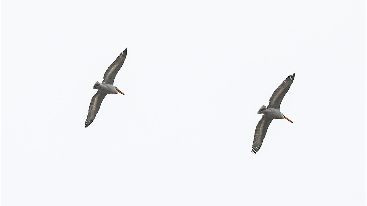 Tepeli pelikan Iğdır’da görüntülendi: Tehdide açık tür sulak alanlarda kaydedildi