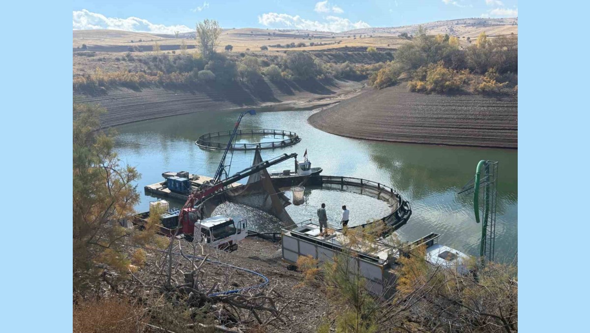Tercan Baraj Gölü'nde su ürünleri üretimi büyüyor