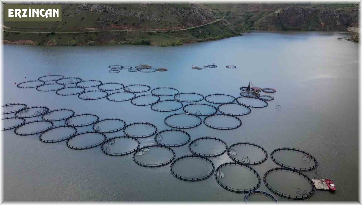 Tercan Barajı'nda 150 kafeste üretim yapılıyor