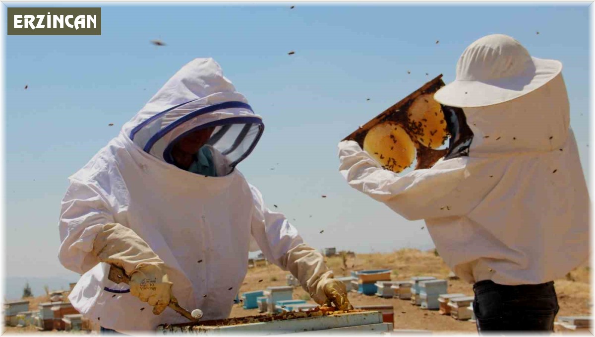 Tercan'da arıcıların bal hasadı
