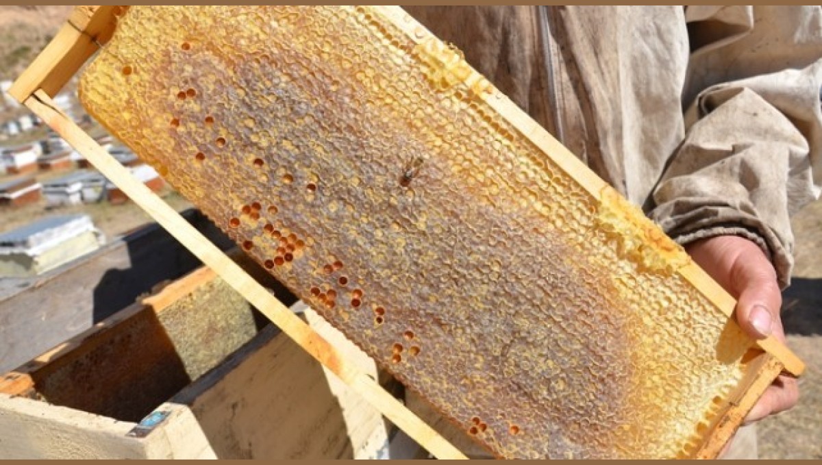 Tercan'da arıcıların bal hasadı