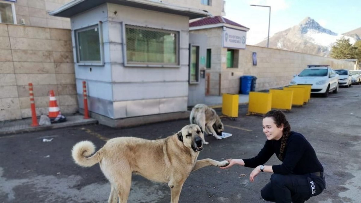 Tercan'da polislerden sokak hayvanlarına mama ve su desteği