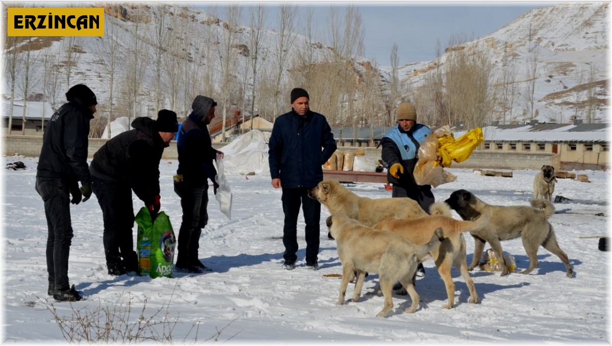 Tercan'da sokak hayvanlarına mama desteği