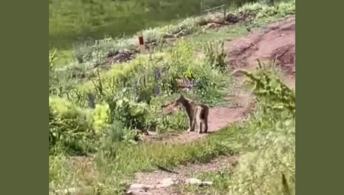 Tercan'da vaşak görüntülendi