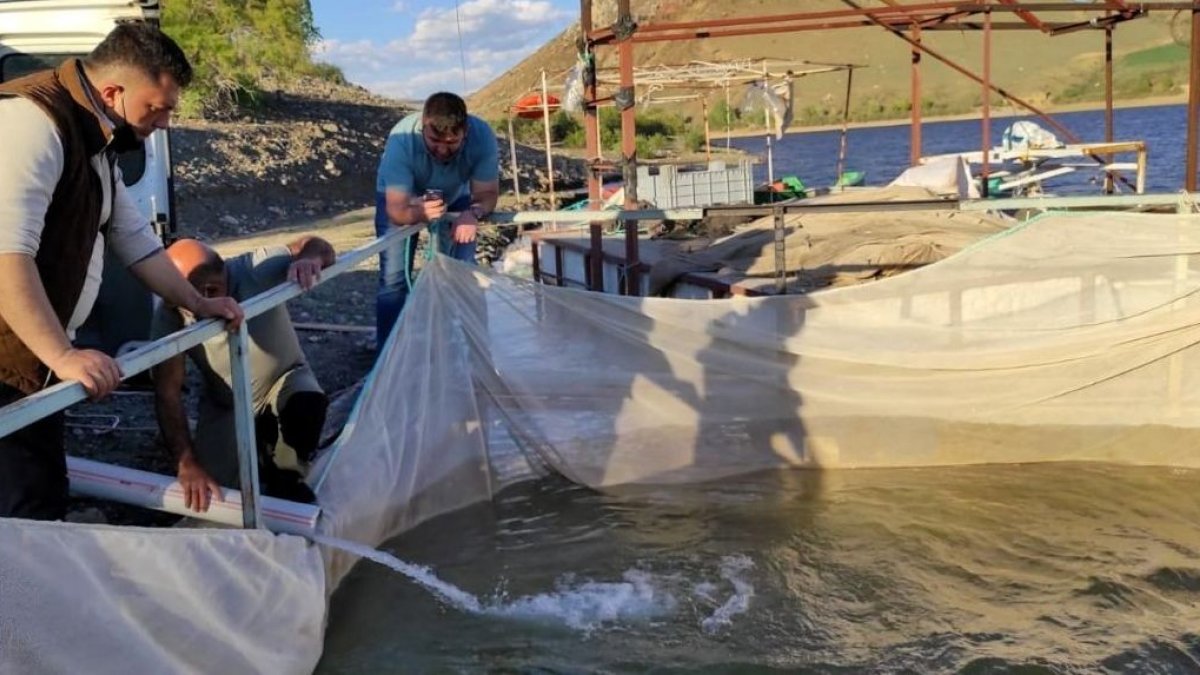 Tercanlılar kafes balıkçılığında iddialı