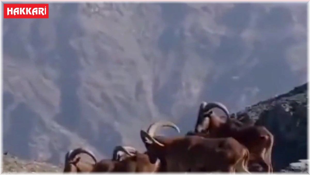 Terör örgütünden temizlenen dağlar dağ keçilerinin mekanı oldu