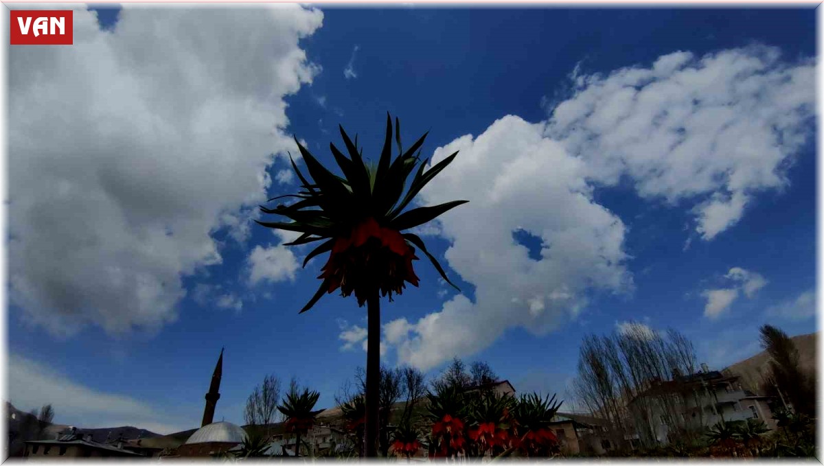 Ters lale koparanlara 244 bin 314 lira ceza