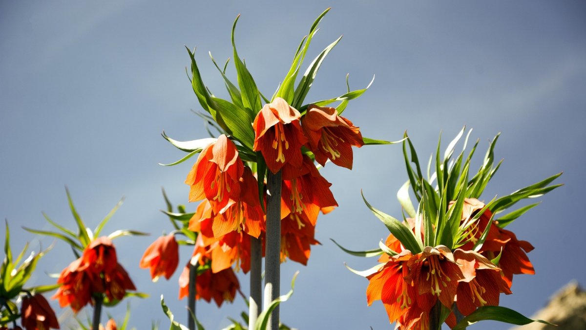 Ters laleler Bitlis dağlarını süsledi