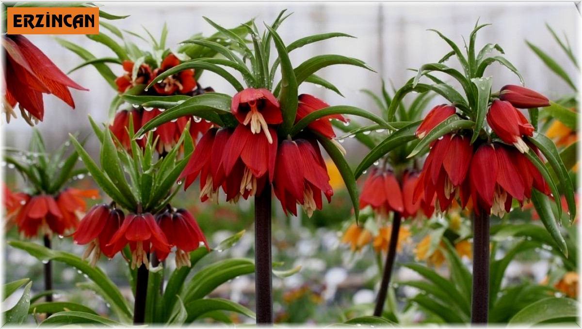 Ters laleler çiçek açtı