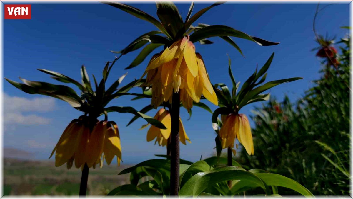 Ters laleler göz kamaştırıyor