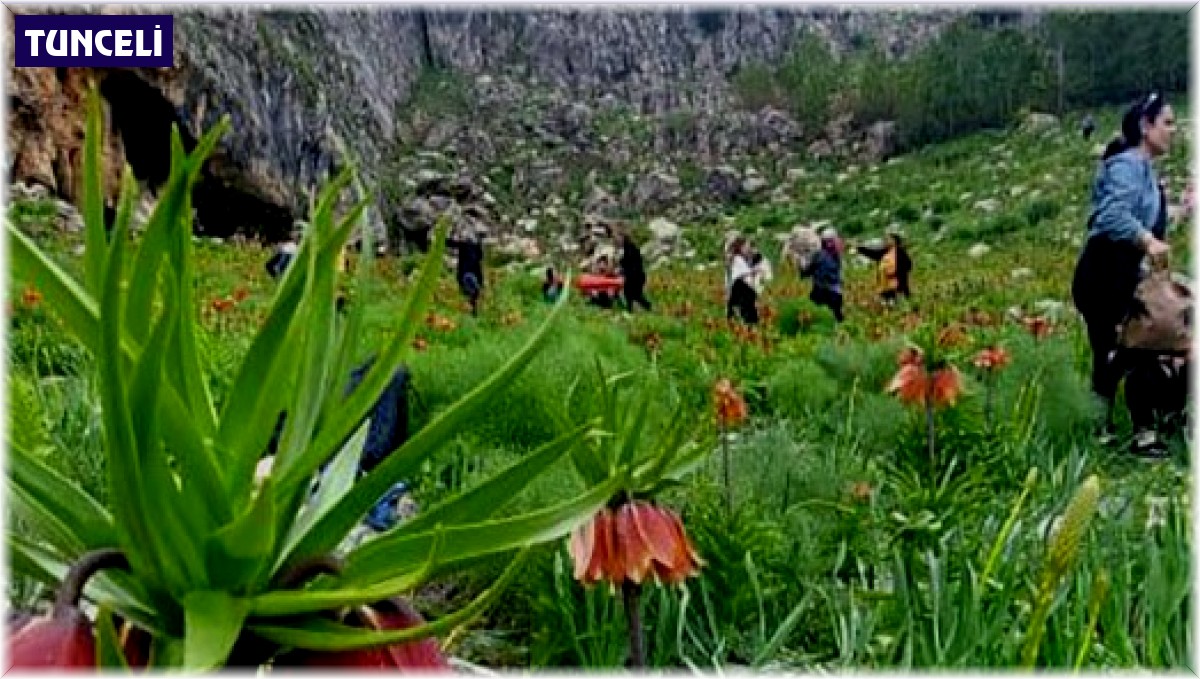 Ters laleler Tunceli dağlarına renk kattı