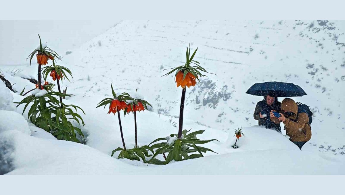 Ters lalelerin kar örtüsüyle muhteşem görüntüsü
