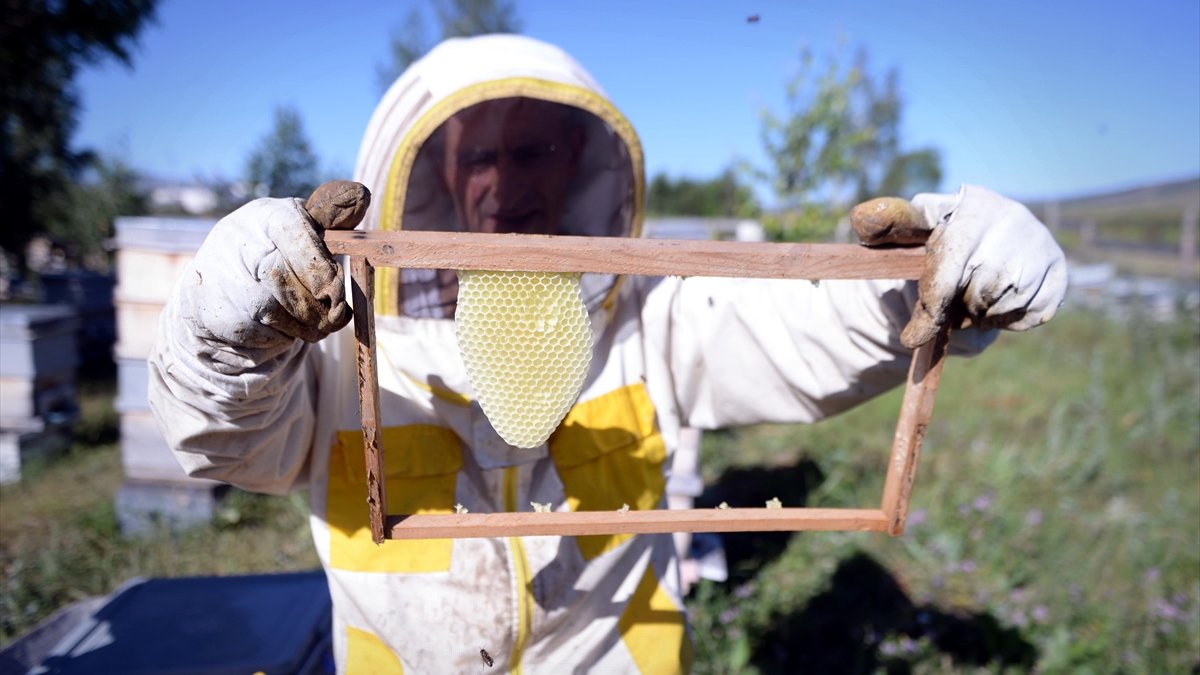 Tescilli Ardahan çiçek balında sağım mesaisi başladı