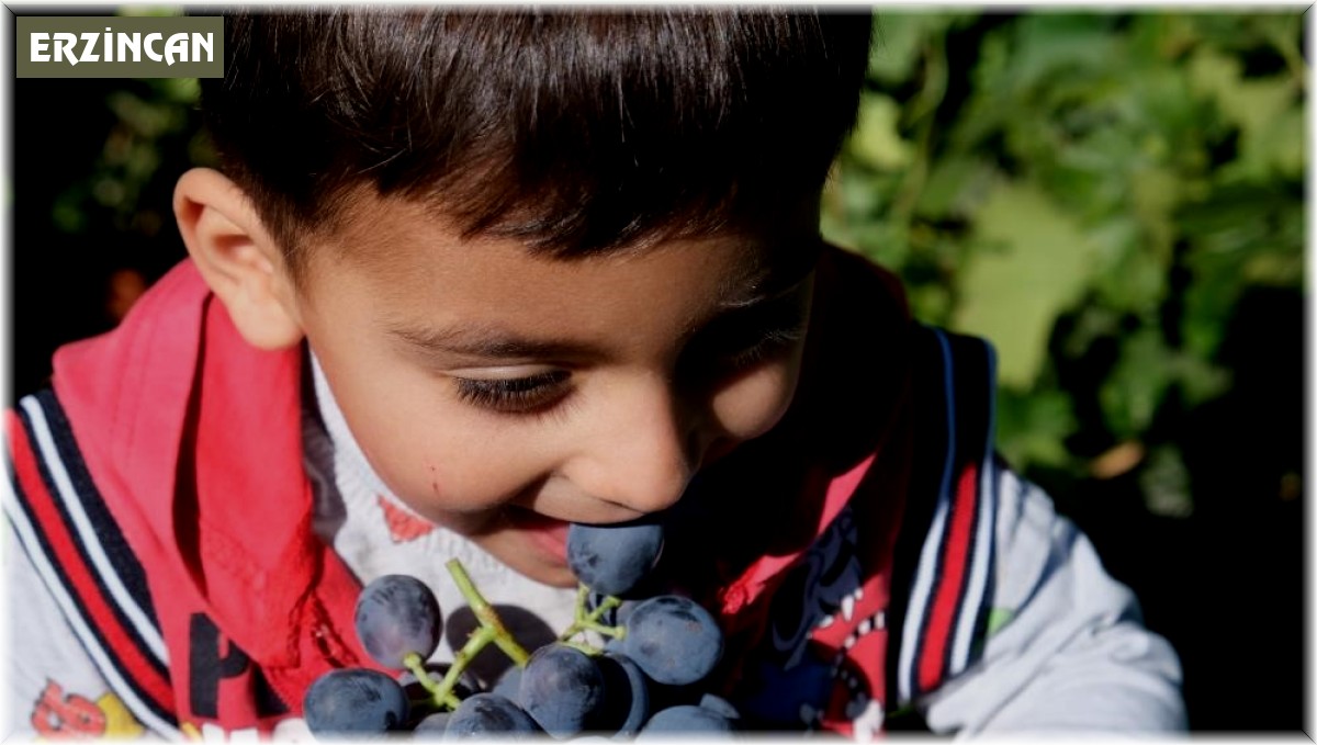 Tescilli Cimin üzümü hasadı sürüyor