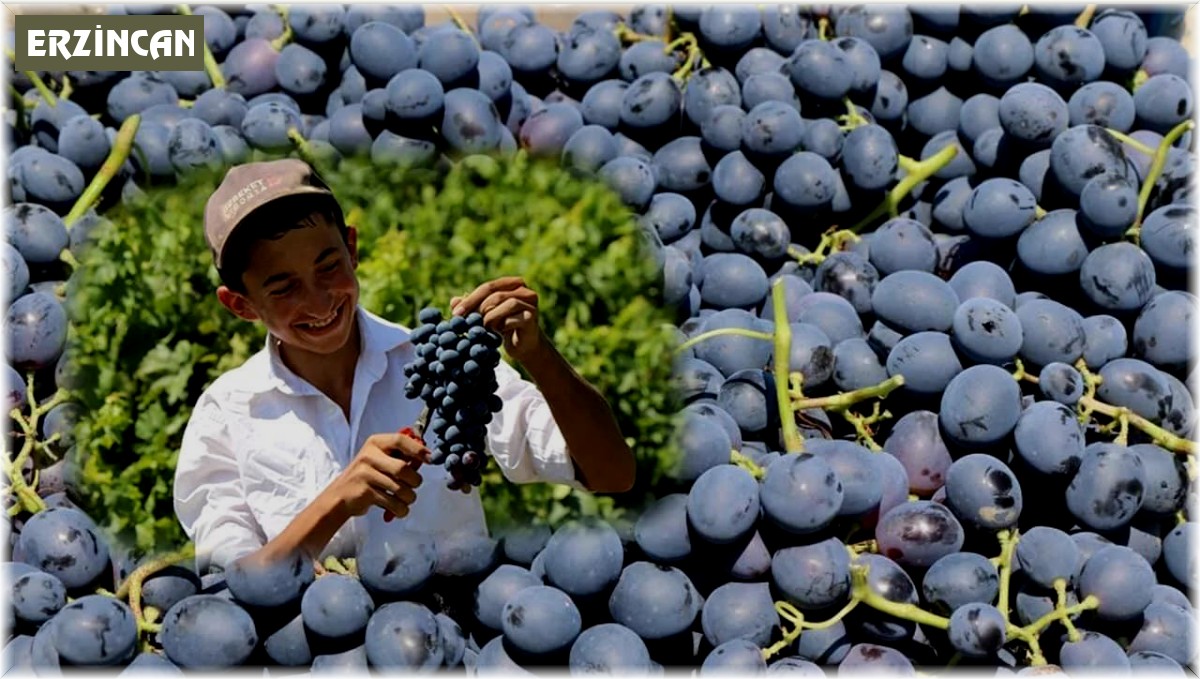 Tescilli Cimin üzümü kilosu 100 TL'den tezgahtaki yerini aldı