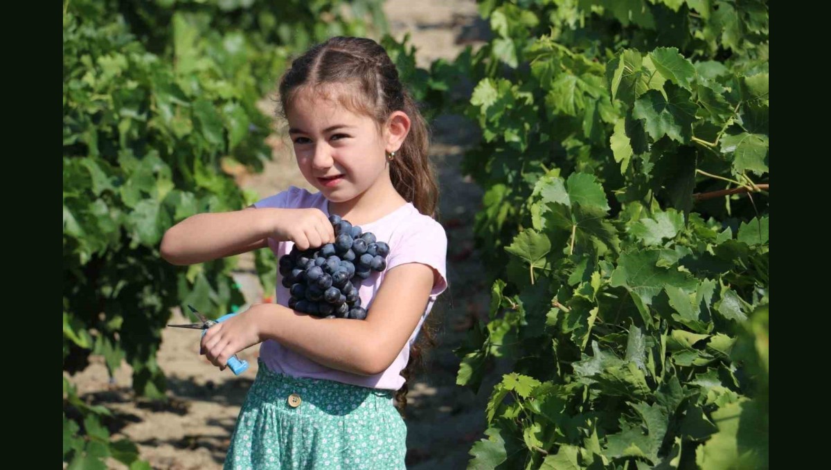 Tescilli Cimin üzümünde hasat zamanı