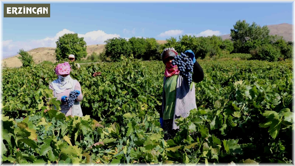 Tescilli Cimin üzümünde hasat zamanı