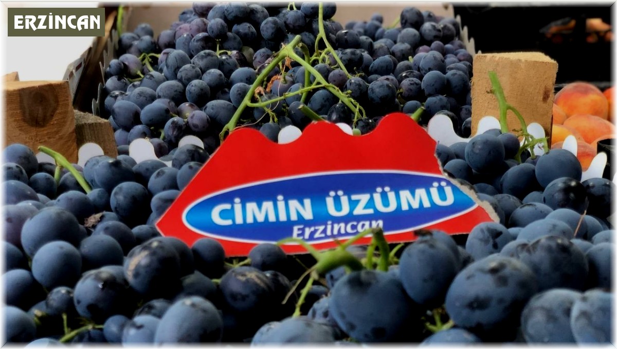 Tescilli Cimin üzümünde hasat zamanı