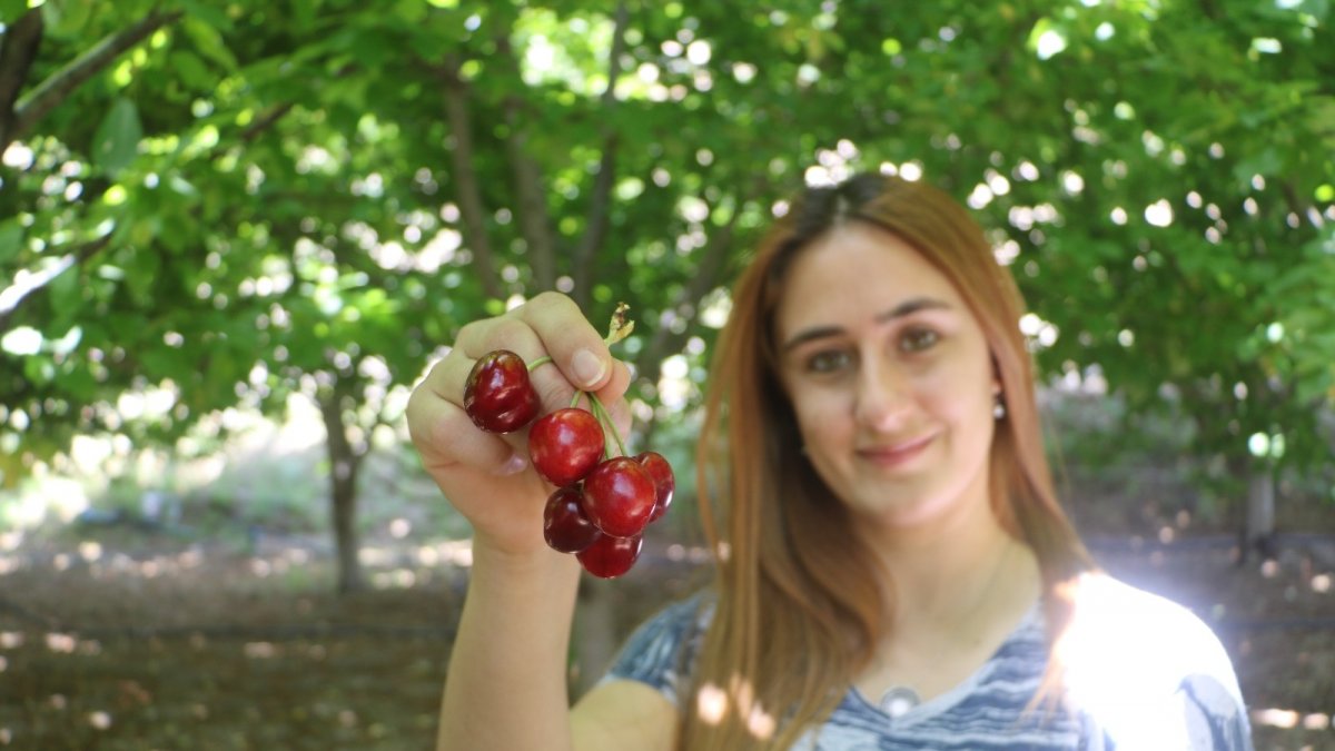 Tescilli dalbastı kirazında ürün kaybı