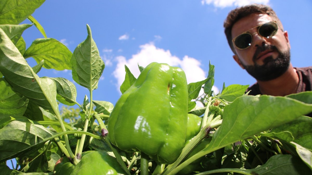 Tescilli 'Keban biberi' işini büyüttü, verimi arttırıp ihracata başladı