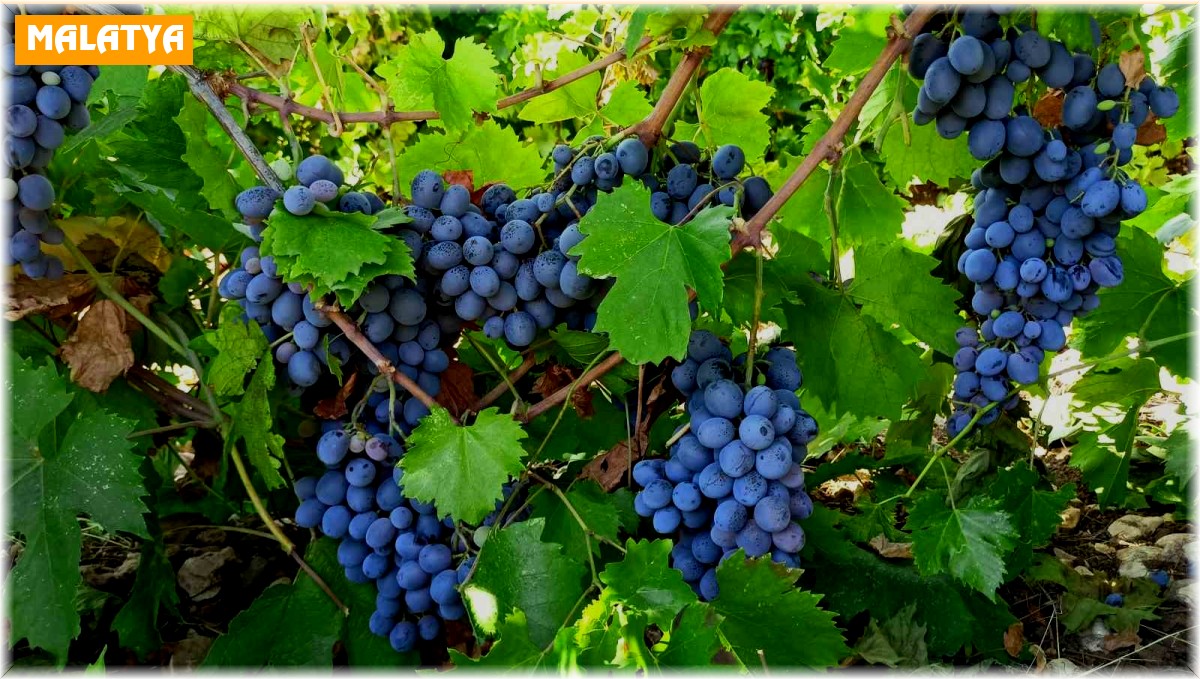 Tescilli köhnü üzümünde hasat başladı