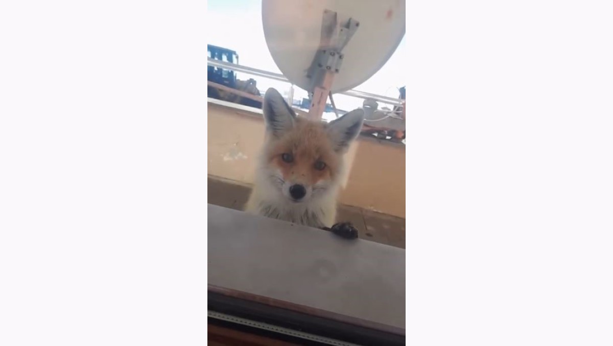 Tilki, bakımevini ziyaret etti