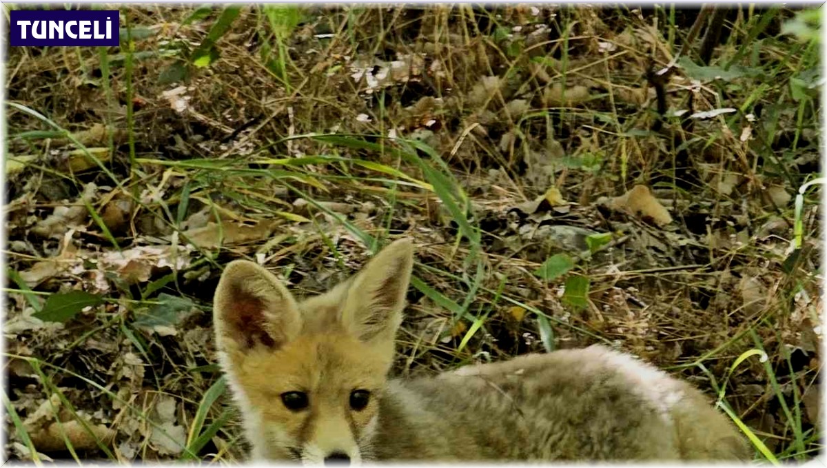 Tilki, bakımını yapan doğa koruma görevlilerinden ayrılmak istemedi